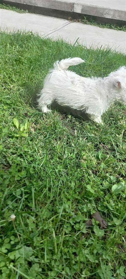 Westika