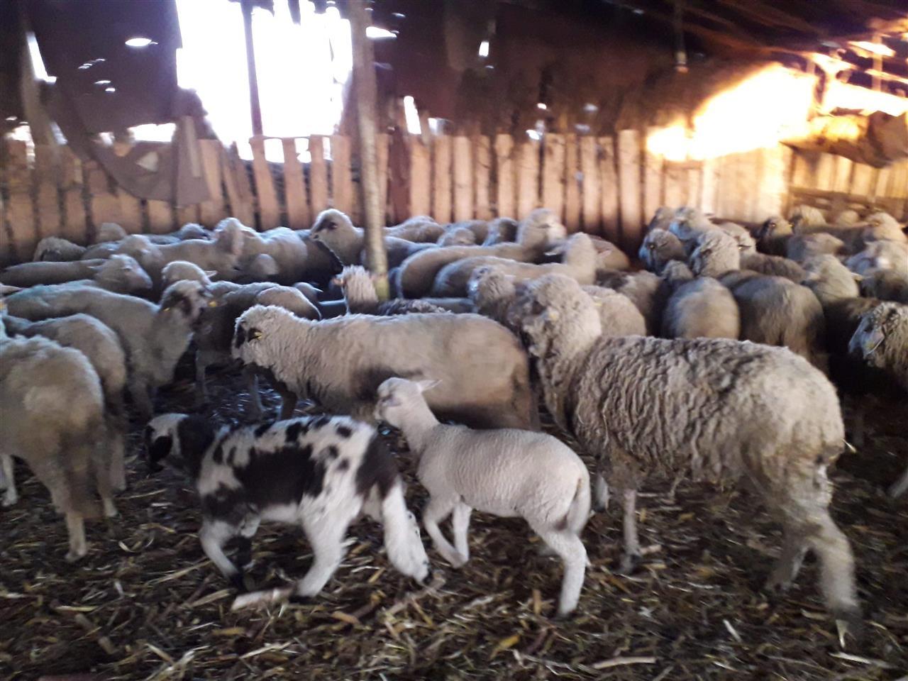 Stado-ovaca-i-jagnjad