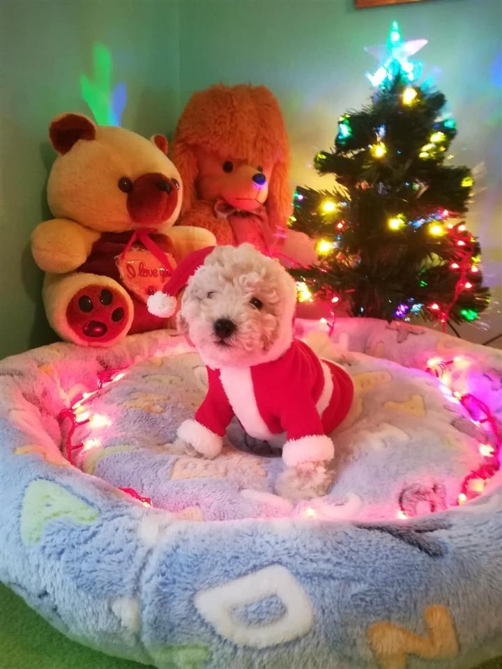 Toy-Pudla