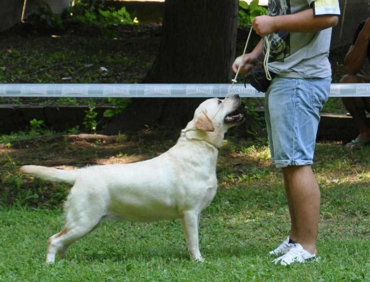 Labrador-Retriver