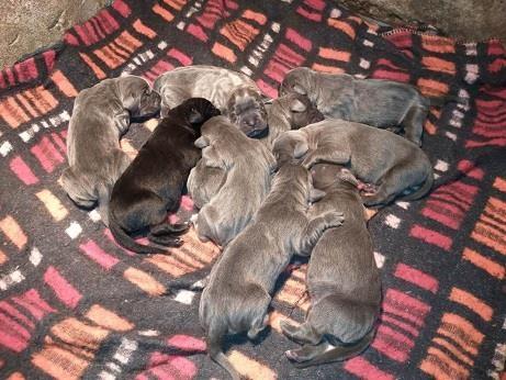 Cane-corso-stenci