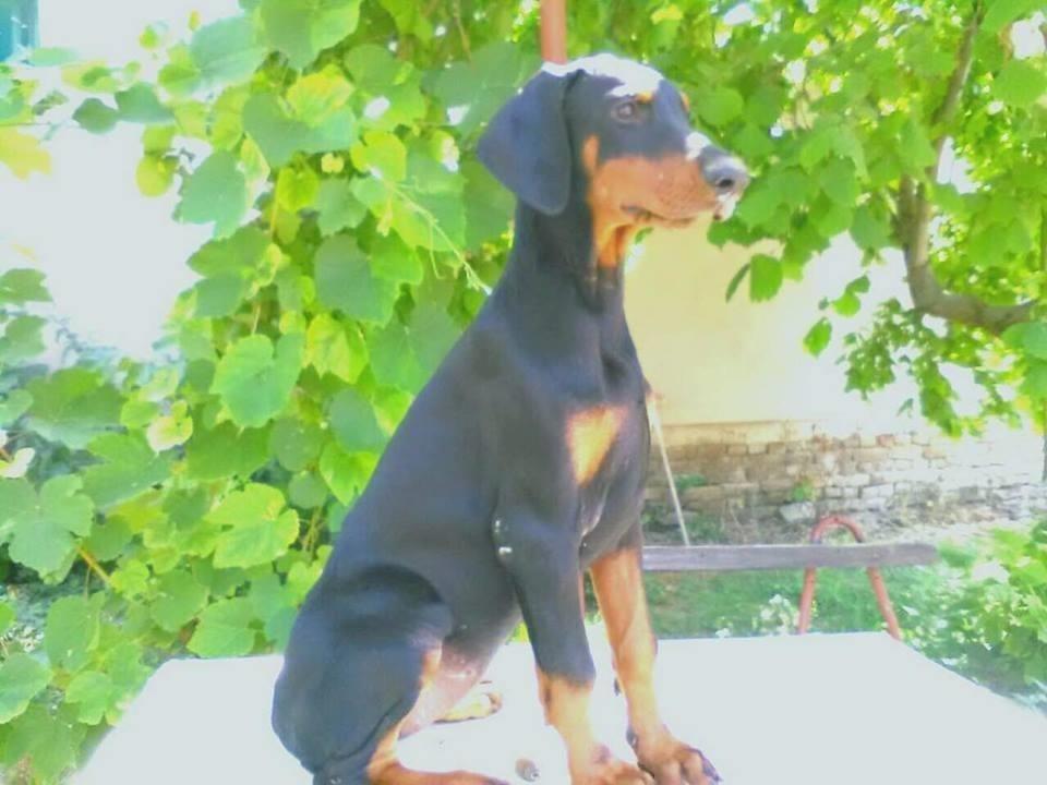 Doberman-stenci