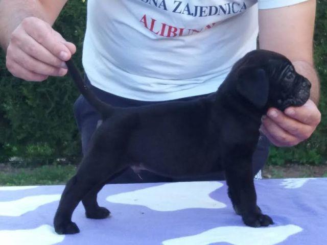 Cane-Corso--prelepi-štenci-