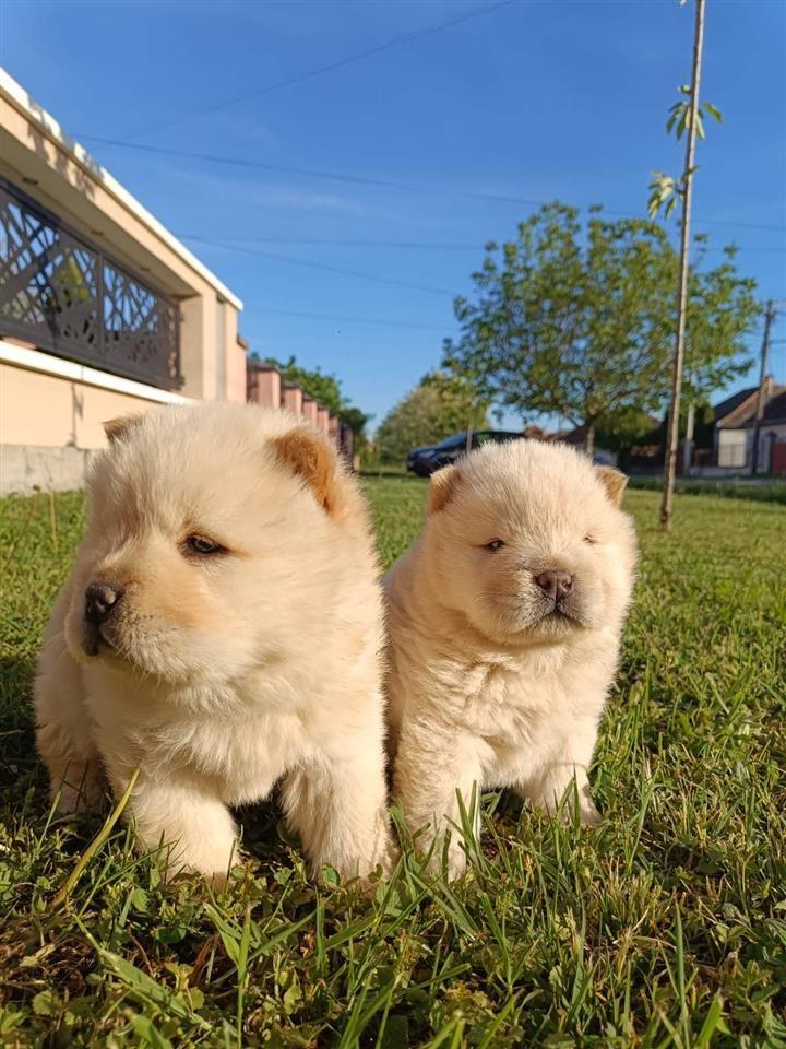 Chow-chow-štenci