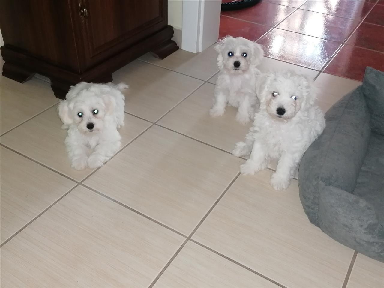 Bisoni