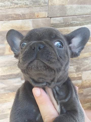 Francuski buldog stenci