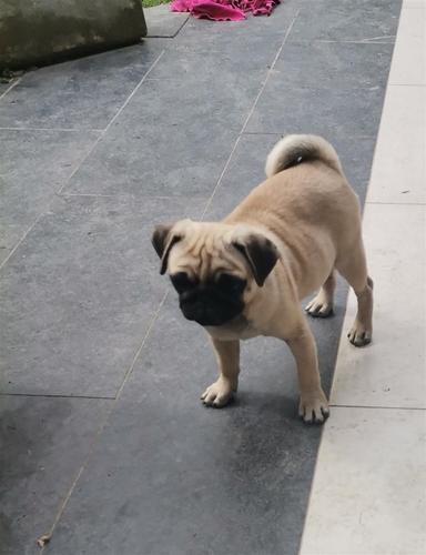 Mops