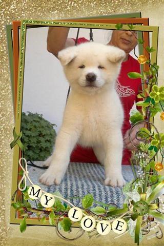 Akita Inu štenad