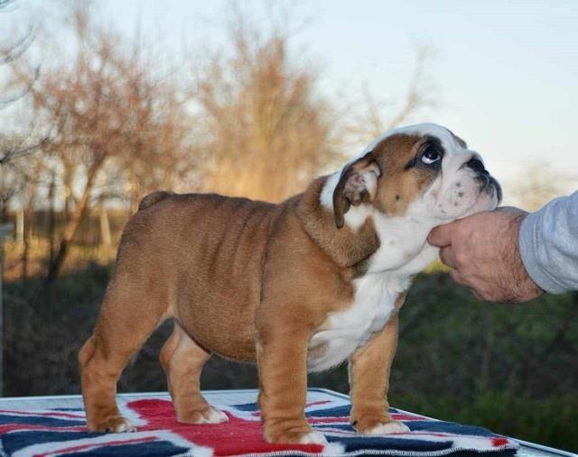 Engleski-buldog-