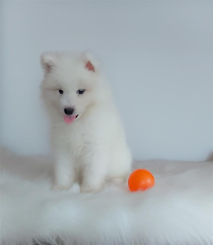 Samojed--štene