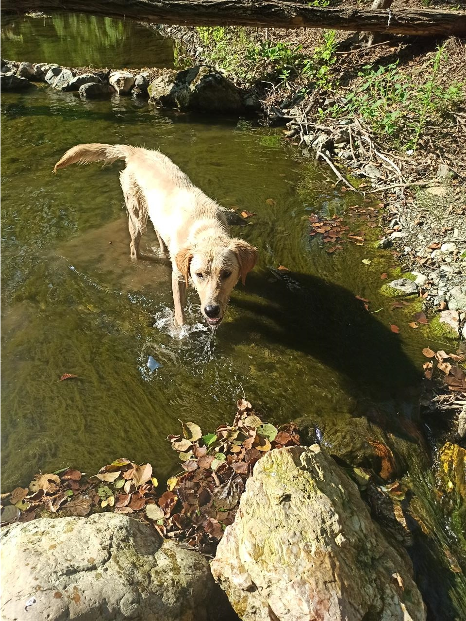 Poklanjam-mešanca-labradora