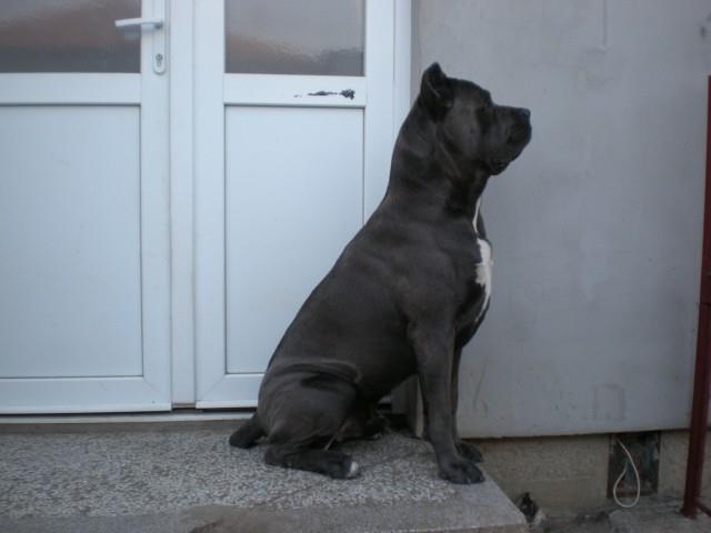 Cane-corso-slobodan-za-parenje