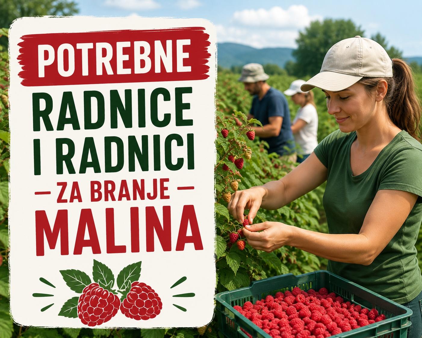 Branje-malina-Arilje
