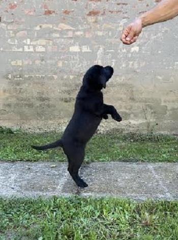 Labrador-retriver---štenci
