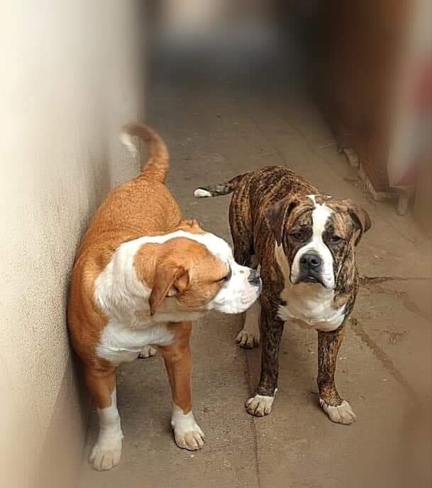 Američki-buldog-štenci