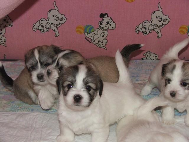 Coton-de-Tulear--mali-stenci