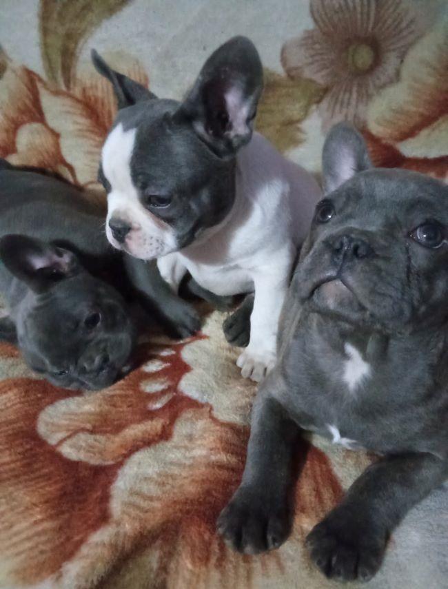 Francuski-buldog---plavi-štenci