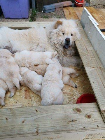Dostupne-bebe-Chow-Chow