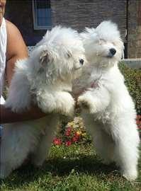 Cotton-de-Tulear