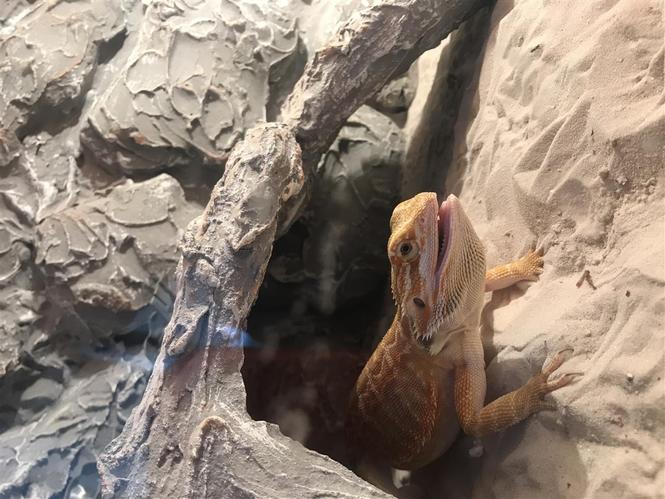 Bradata agama