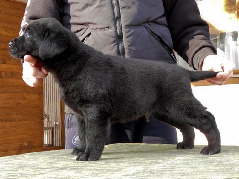 Labrador-stenci-na-prodaju