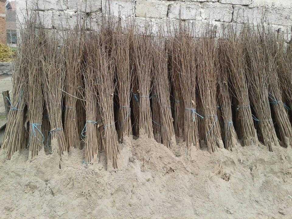 Bagrema
