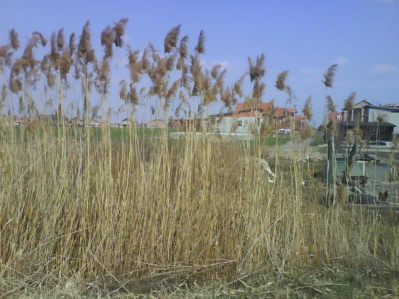 Placevi-Busije