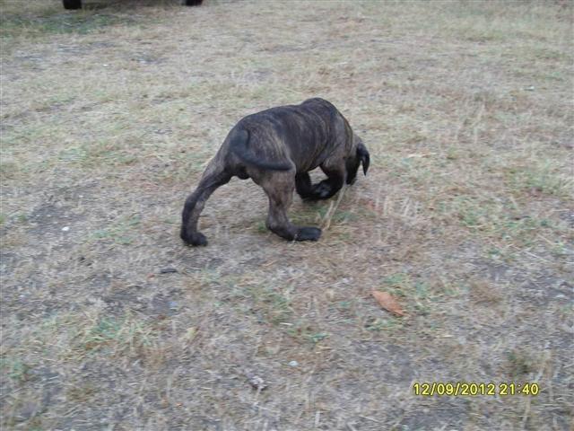-Stenad-Cane-Sorso