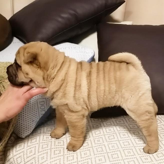 Shar-Pei-stenci-