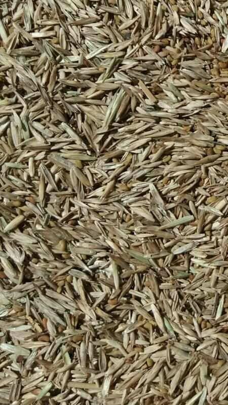 Seme-lucerke
