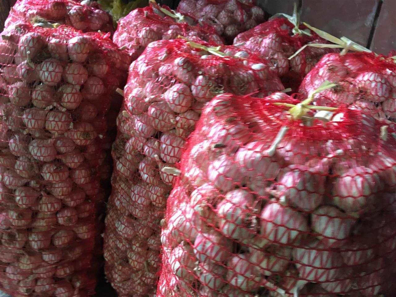 Beli-luk-prolecni