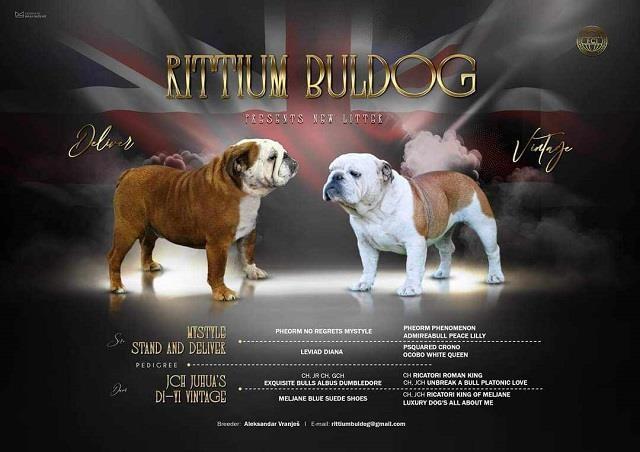 Engleski-buldog-