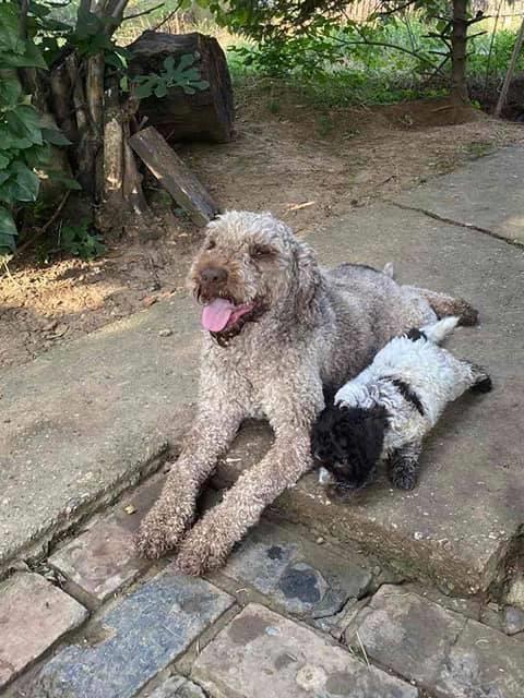 Lagotto-Romagnolo--štenci
