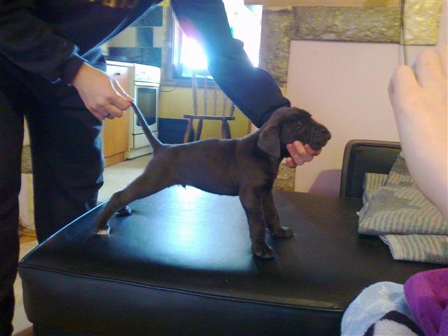 Cane Corso stenci VRHUNSKO LEGLO