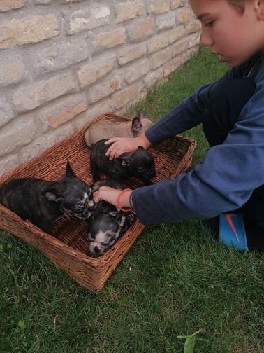 Francuski-buldog-štenci