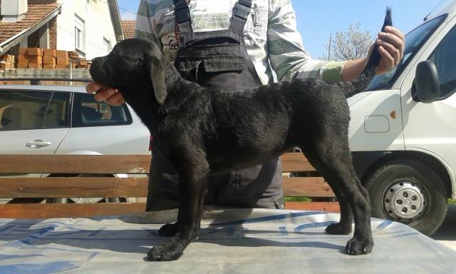Cane-Corso-stenci