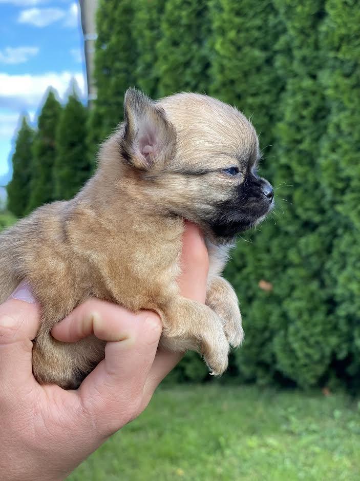 Mini-dugodlaka-CIVAVA-