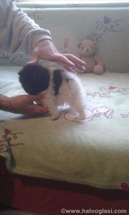 Pomeranski-spic