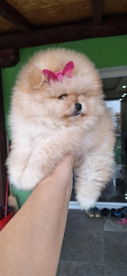 Pomeranac