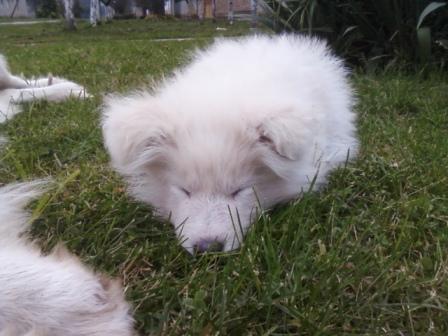 Samojed-zenkica