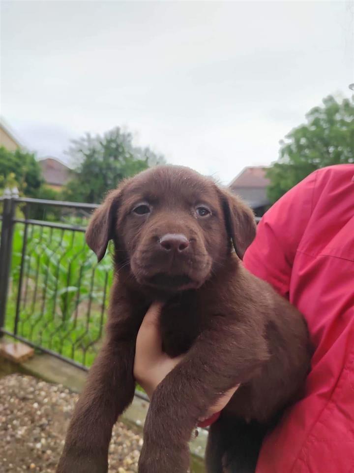 Labradori-