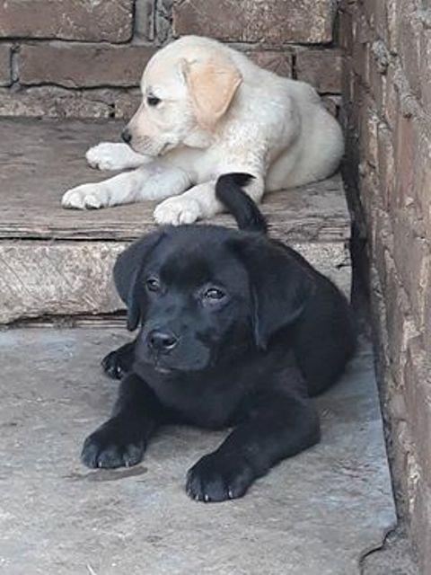 Labrador-retriver