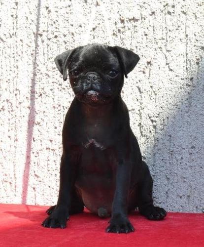 Mops, crno štene