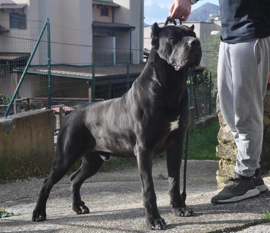 Cane-corso-štenci