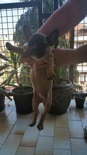 Francuski-buldog-