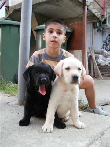 Labrador-retriver-stenad