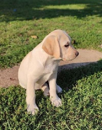 Labrador-Retriver