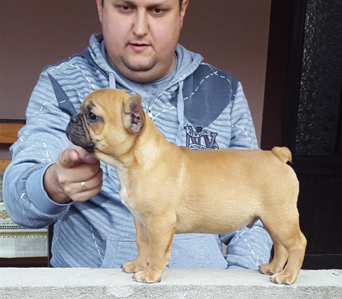 Francuski-buldog