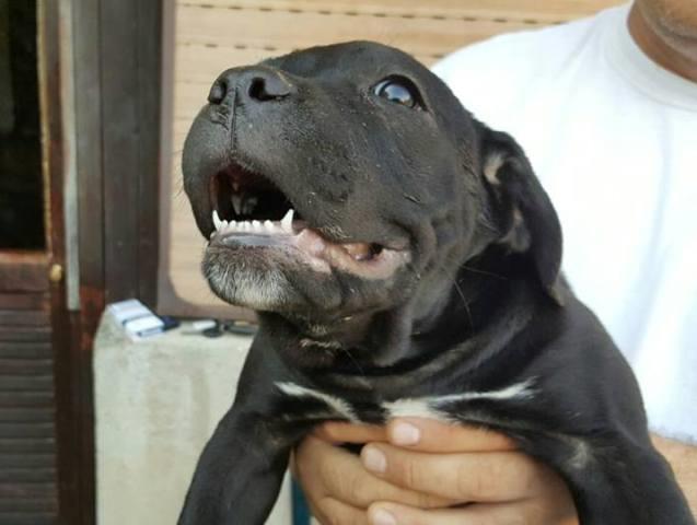 Cane-Corso-stenci