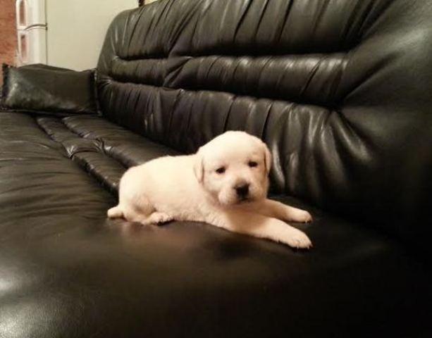 Labrador-štenci